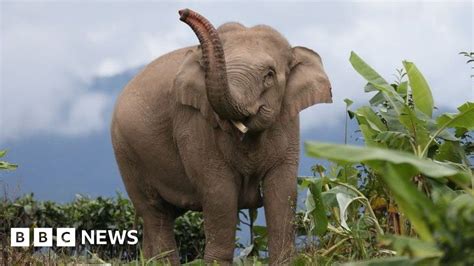 where are the elephants in china now